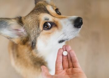 A Major Breakthrough in Canine Anxiety Care: FDA Approves First Dual-Purpose Medication