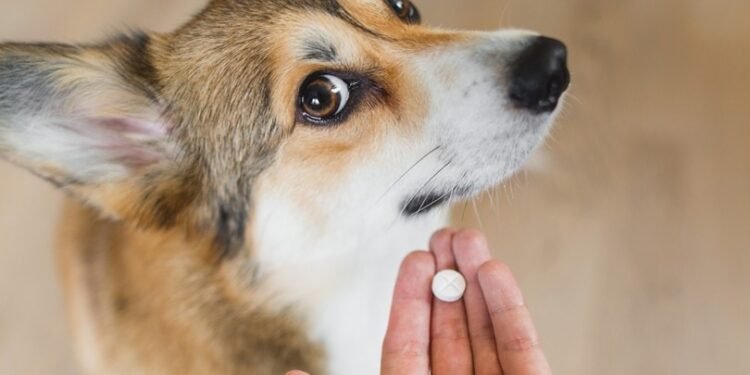A Major Breakthrough in Canine Anxiety Care: FDA Approves First Dual-Purpose Medication