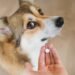A Major Breakthrough in Canine Anxiety Care: FDA Approves First Dual-Purpose Medication